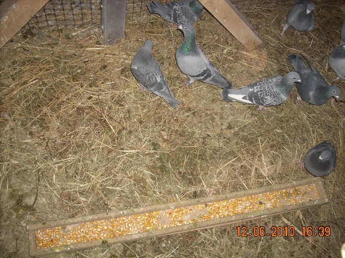 DSCN1179[1] - 3PORUMBEII MEI