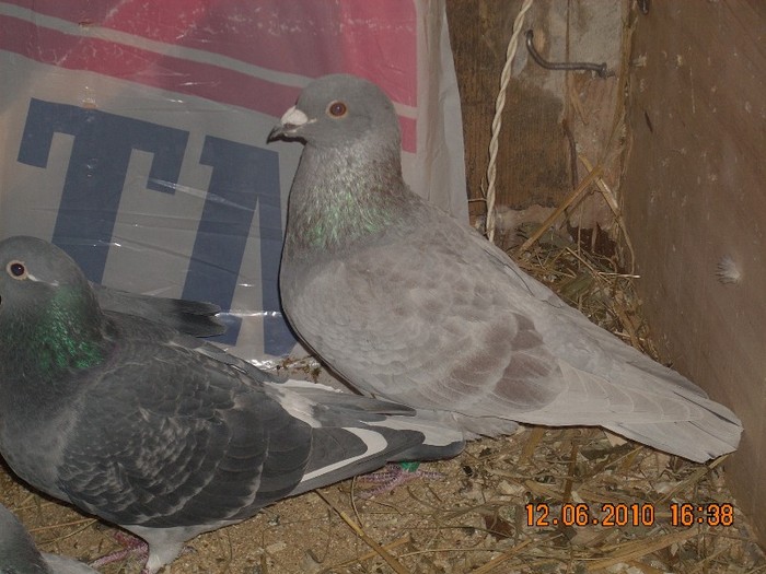 SEMI ROSCAT   BANDIT MARE ALEARGA ULIU AL NAIBI