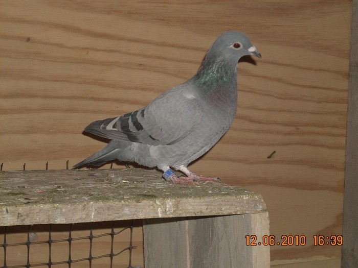 PROASPAT ADUS DE LA TEACA