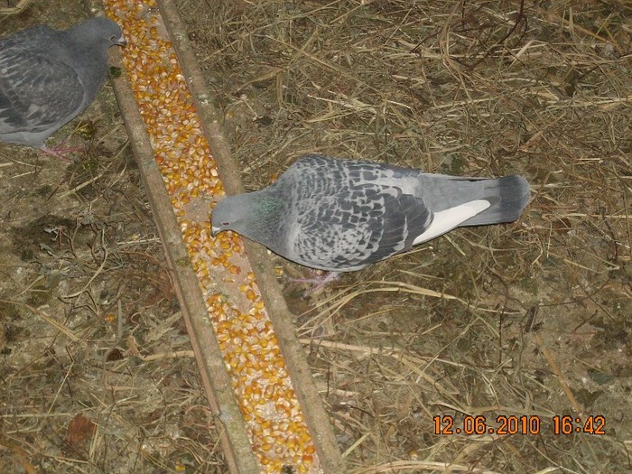 FIU DIN FIUL LU VOLTURU MARATONISTU