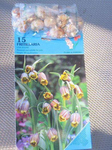 foto,s 082 Flitillaria Uva Vulpis