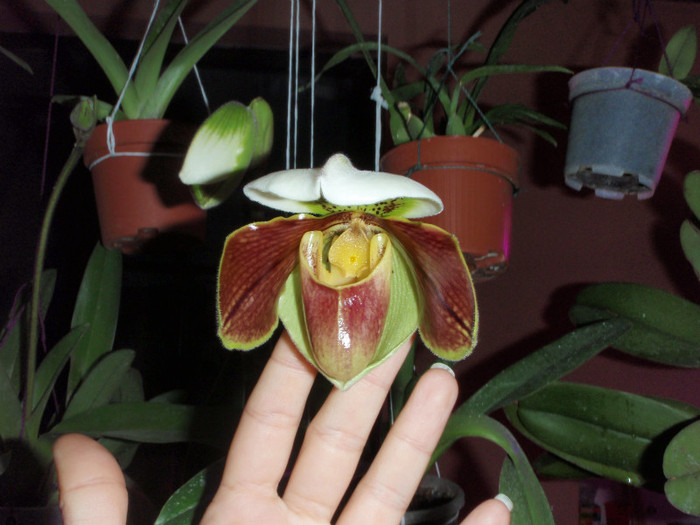 16nov2011 - Paphiopedilum