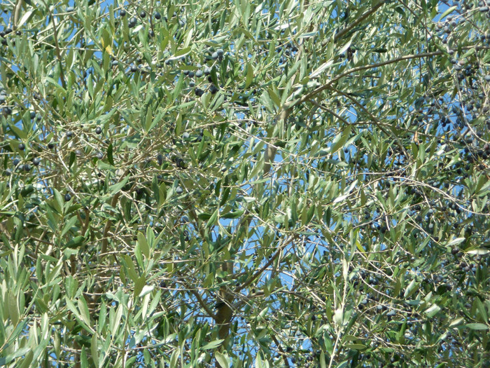 a inceput culesul màslinelor