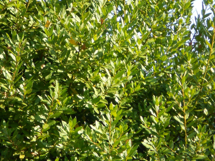 Plantele de foi de dafin