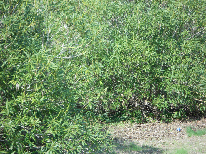 tufele de leandri din parc