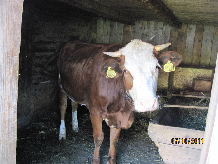 Fulga  destinatara sfeclei