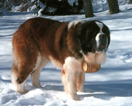 rase-de-caini-saint-bernard