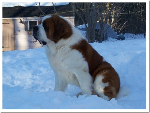 saint-bernard-07-thumb