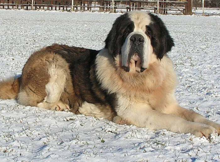 saint-bernard-09