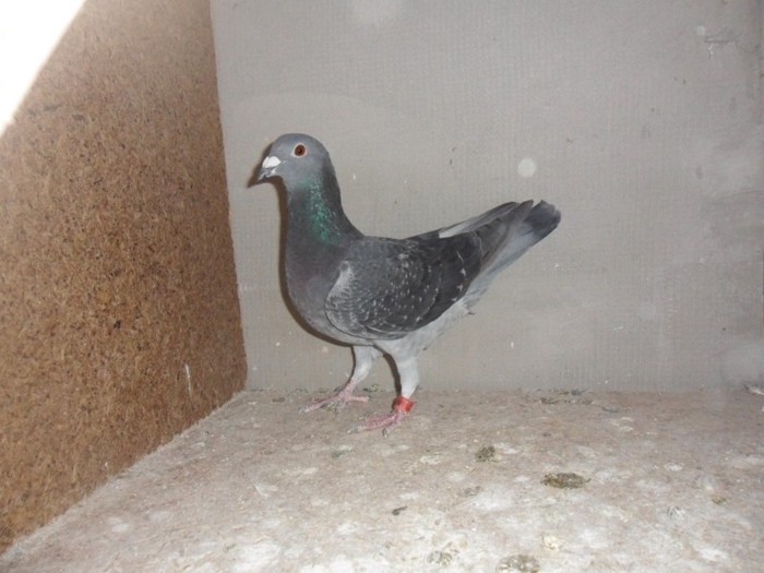 femela 2010-pierduta