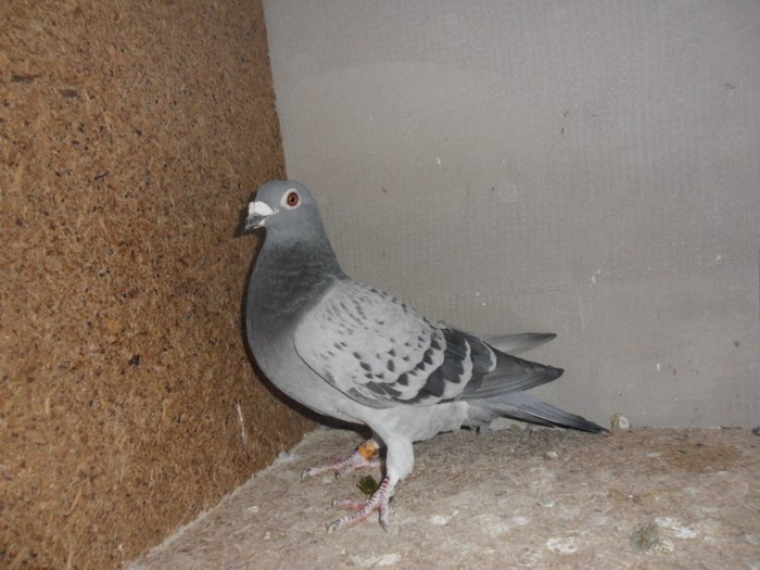 femela 2009-prinsa de pisica