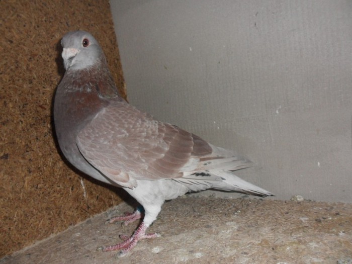 mascul 2009-prins de uliu