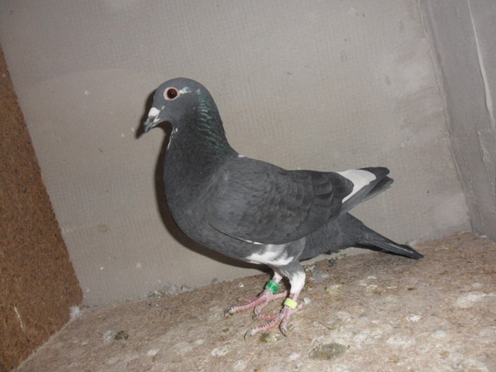 femela 2011-pierduta