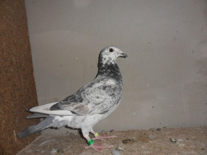 femela 2011-pierduta