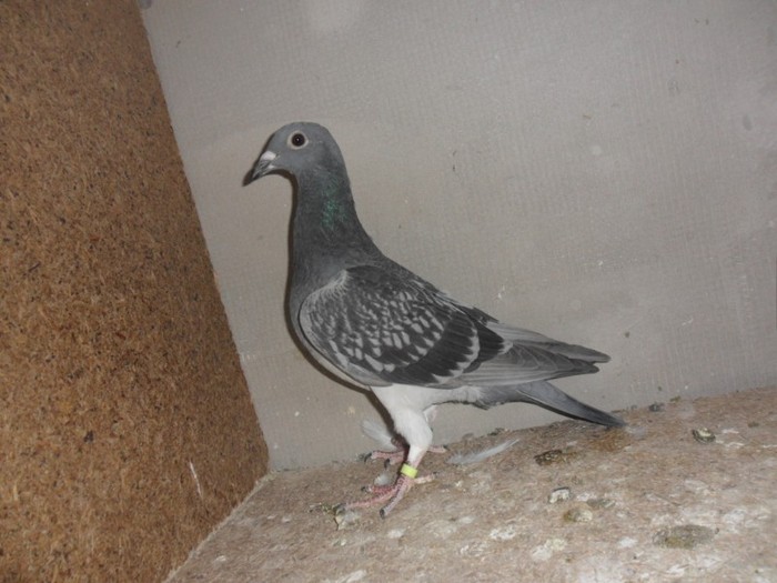 mascul tardiv2011-pierdut