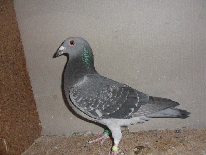 femela 2011-pierduta