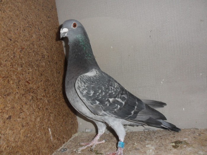 mascul 2008-luat de uliu