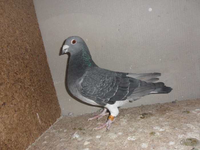 mascul 2006-...tot pisica...