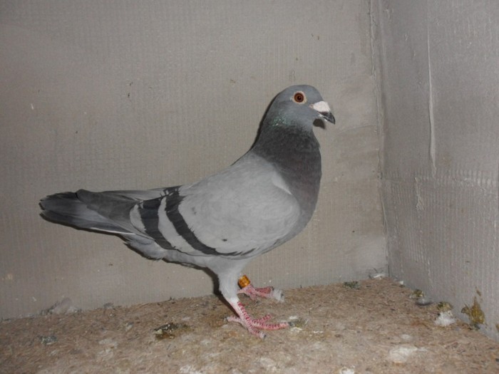 femela 2006-pierduta