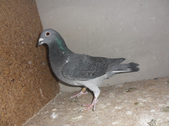 femela 2009 pierduta