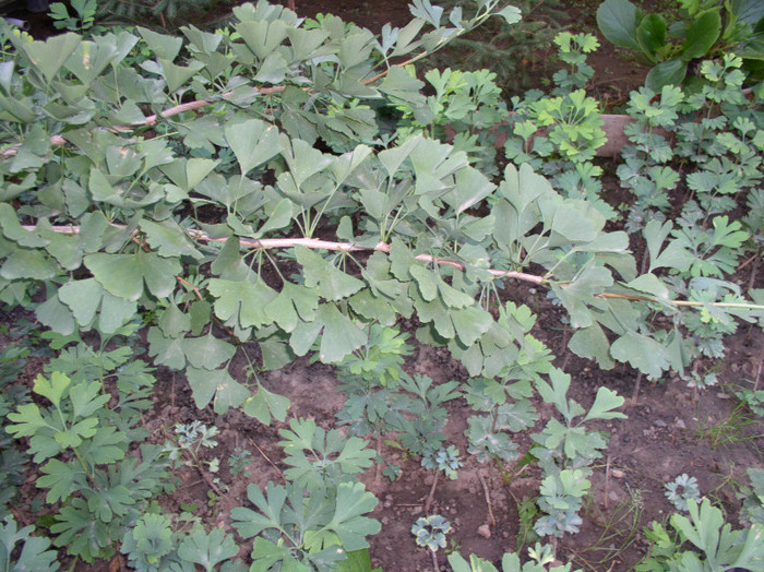 Aug_2011 005 - Ginkgo Biloba - pepiniera