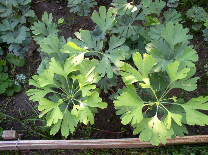 Aug_2011 006 - Ginkgo Biloba - pepiniera