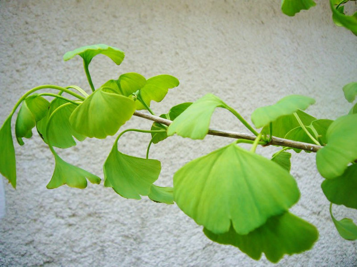 Ginkgo_Mai2011 054 (800x600)