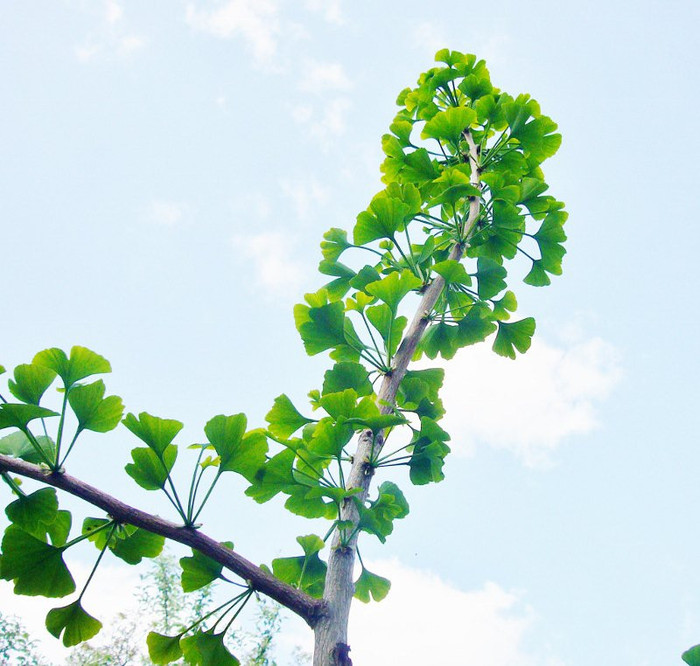 Ginkgo_Mai2011 056 (800x762)