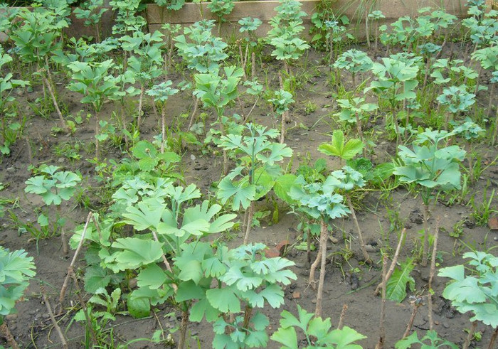 Ginkgo_Iunie 001 (800x562)