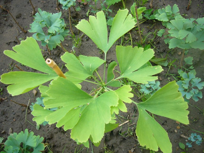 Ginkgo_Iunie 029