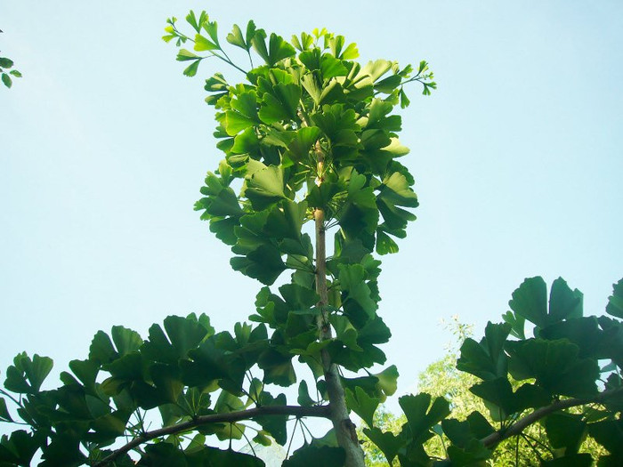 Ginkgo_Iunie 035; www.ginkgo-biloba.ro
