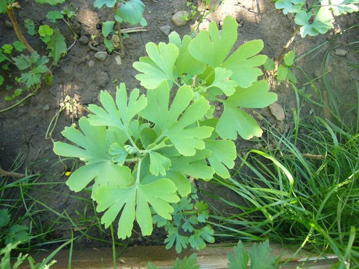 Ginkgo_Iunie 074