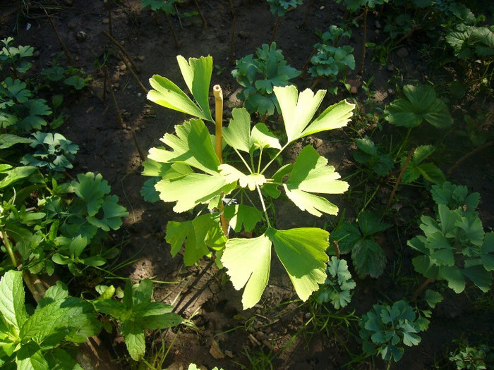 Ginkgo_Iunie 081