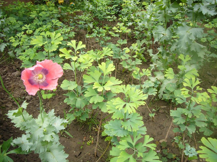 July_02 003; www.ginkgo-biloba.ro
