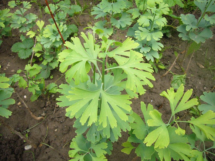 July_02 005 - Ginkgo Biloba - pepiniera