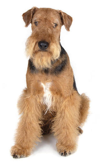 airedale1 - Airedale Terrier