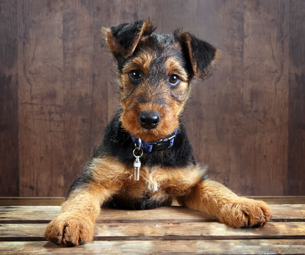 airedale_terrier-8