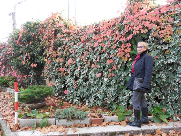 culorile toamnei - Dori