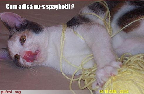 poza-amuzanta-pisica-mananca-spaghetti - poze amuzante cu pisici