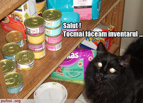 poze-amuzante-pisica-face-inventarul-mancarii - poze amuzante cu pisici