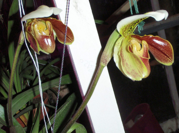 17nov2011 - Paphiopedilum