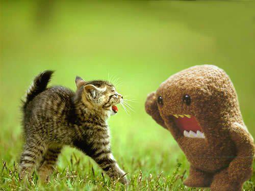 Miauuuu cu DOMOOOO