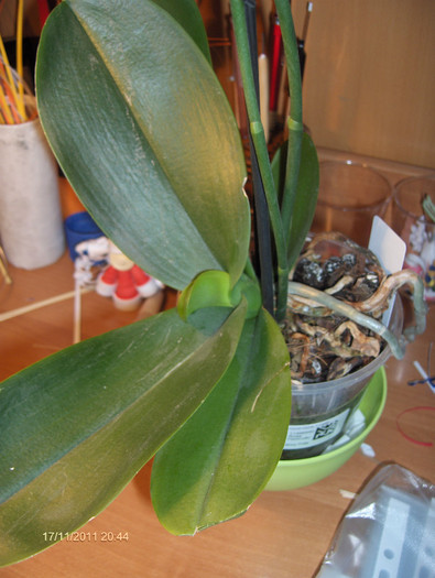 adunata de pe drumul pierzaniei...