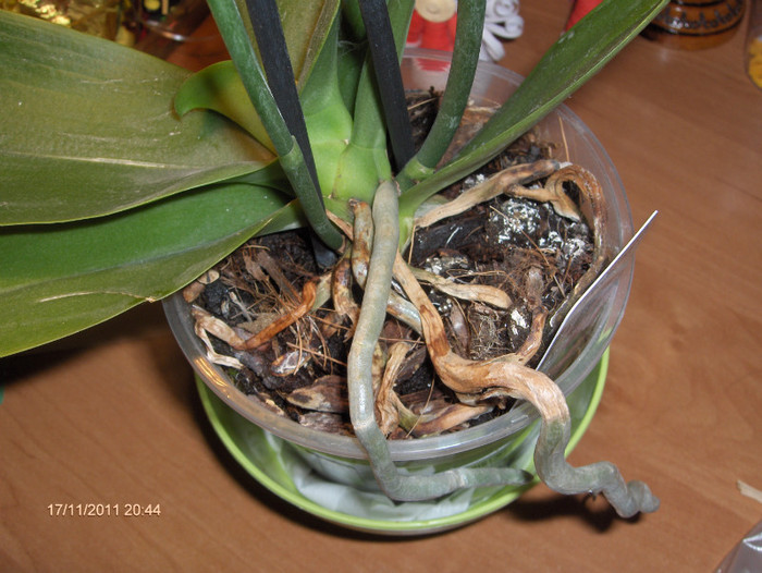 adunata de pe drumul pierzaniei...