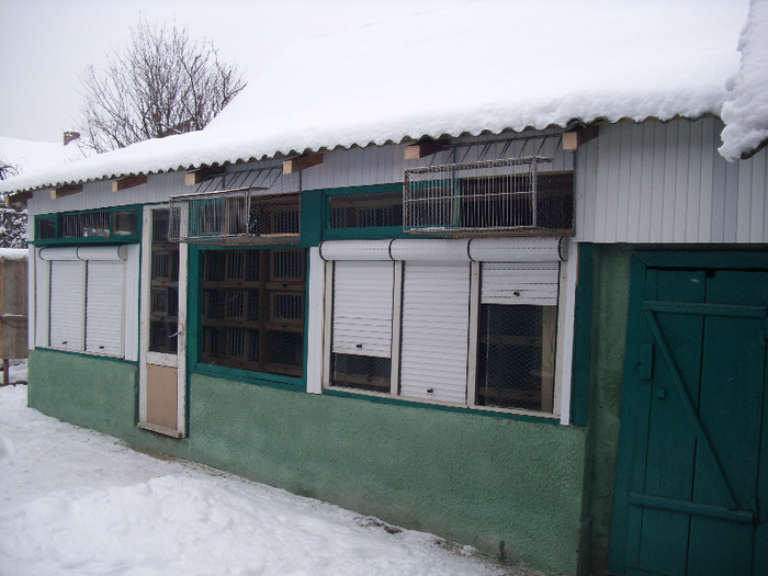voliera lotu zbor 2010 iarna - porumbei voiajori sport