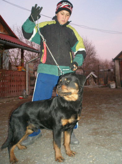 la 10 luni - 1 aa--  catea ASIA CENTRALA ROTTWAILER - si  fem ASIA CENTRALA