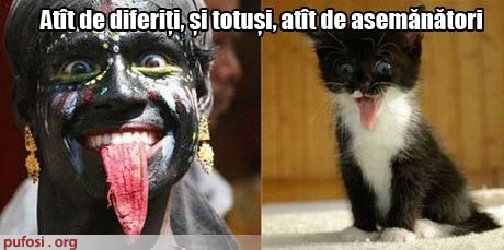 poze-amuzante-pisica-cu-limba-scoasa