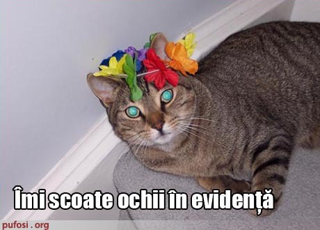 poze-amuzante-pisica-cu-ochi-frumosi
