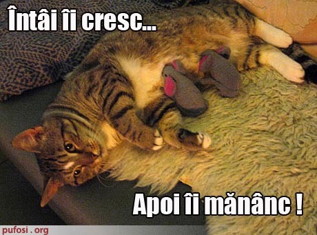 poze-amuzante-poza-amuzanta-pisica-vrea-sa-creasca-soareci-iar-apoi-sa-ii-manance