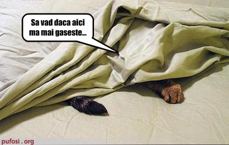 poze-amuzante-poza-amuzanta-pisica-crede-ca-acolo-nu-o-gaseste-nimeni1